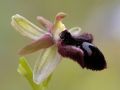 Ophrys promontorii